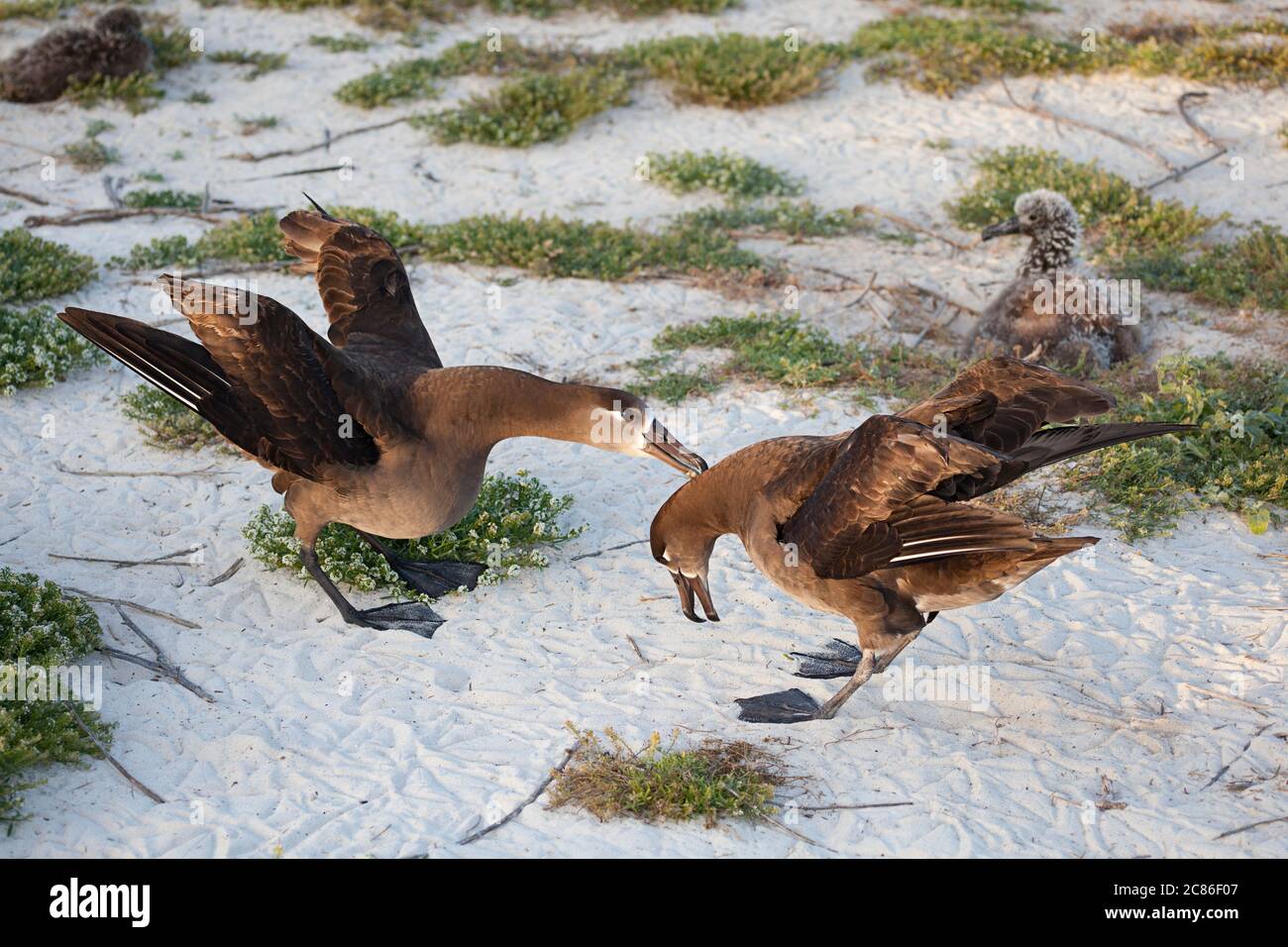 black-footed albatross, Phoebastria nigripes (formerly Diomedea nigripes), courtship dance, Sand Island, Midway Atoll, Midway National Wildlife Refuge Stock Photo