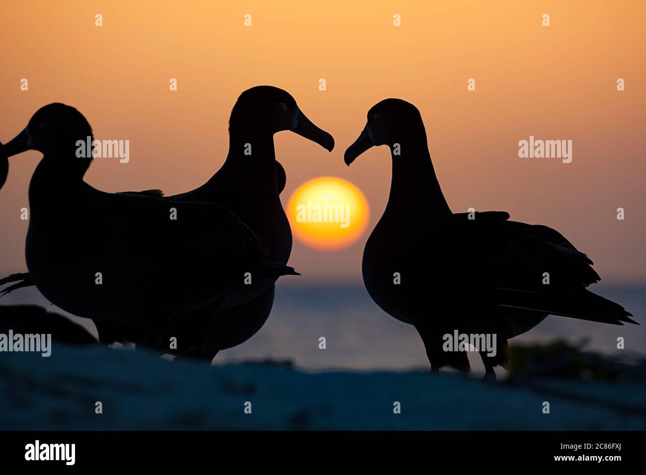 black-footed albatross, Phoebastria nigripes, courting at sunset, Sand Island, Midway Atoll, Midway National Wildlife Refuge, Papahanaumokuakea MNM Stock Photo