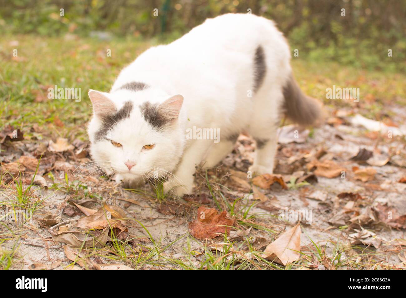 Cute white cat on the garden background picture image Stock Photo