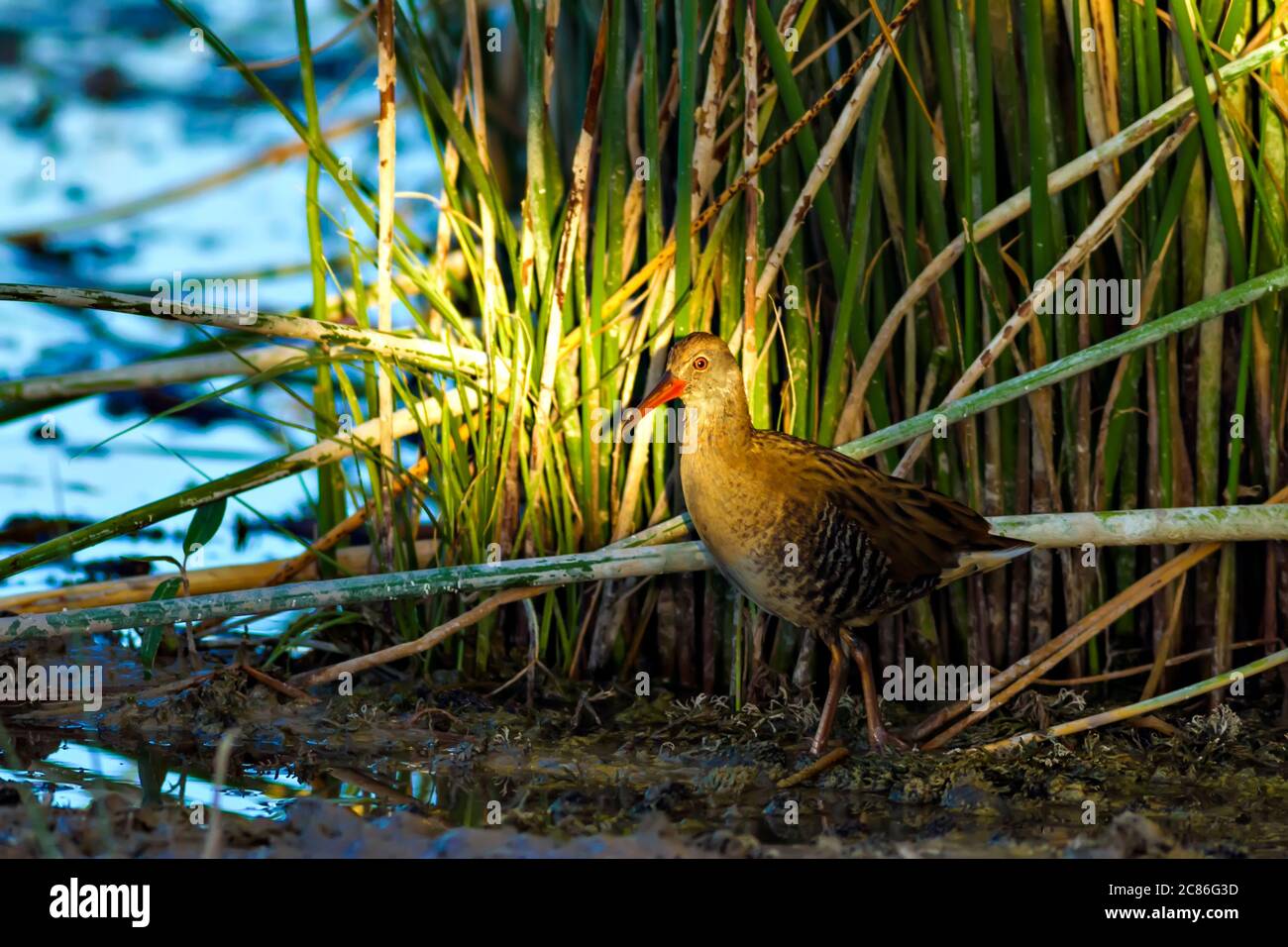 Nature and bird. Common birds. Natural background Stock Photo - Alamy