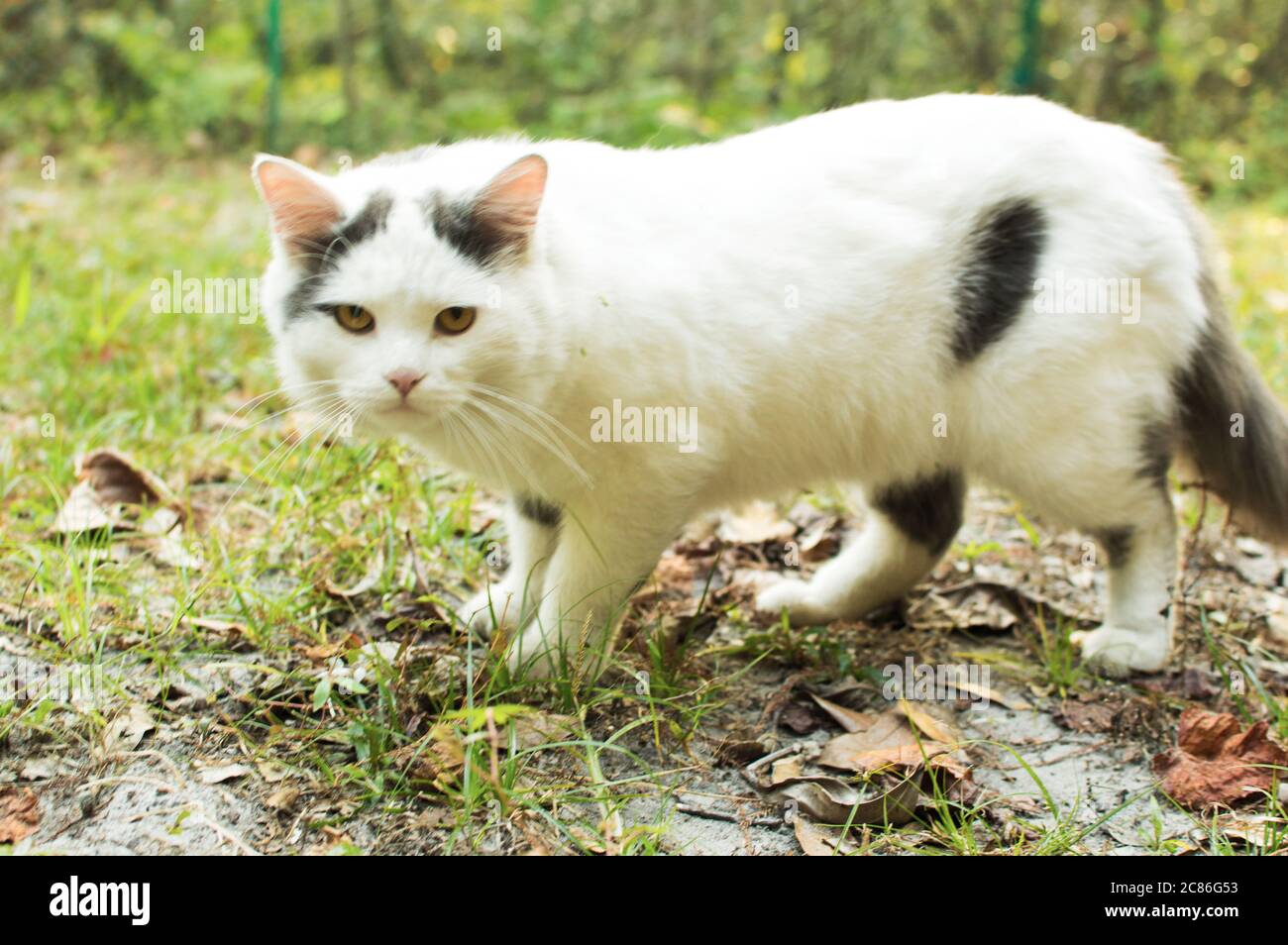 Cute white cat on the garden background picture image Stock Photo - Alamy