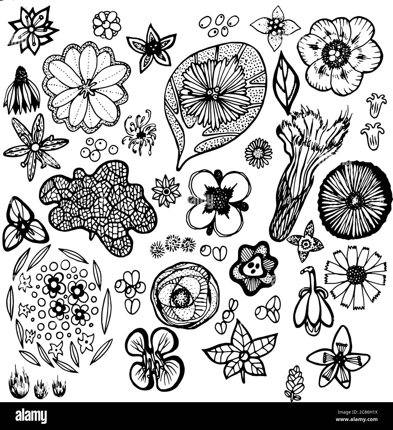 Plant element collection. Details of plants of North America. Hand drawn monochrome elements for design and background. Stock Vector