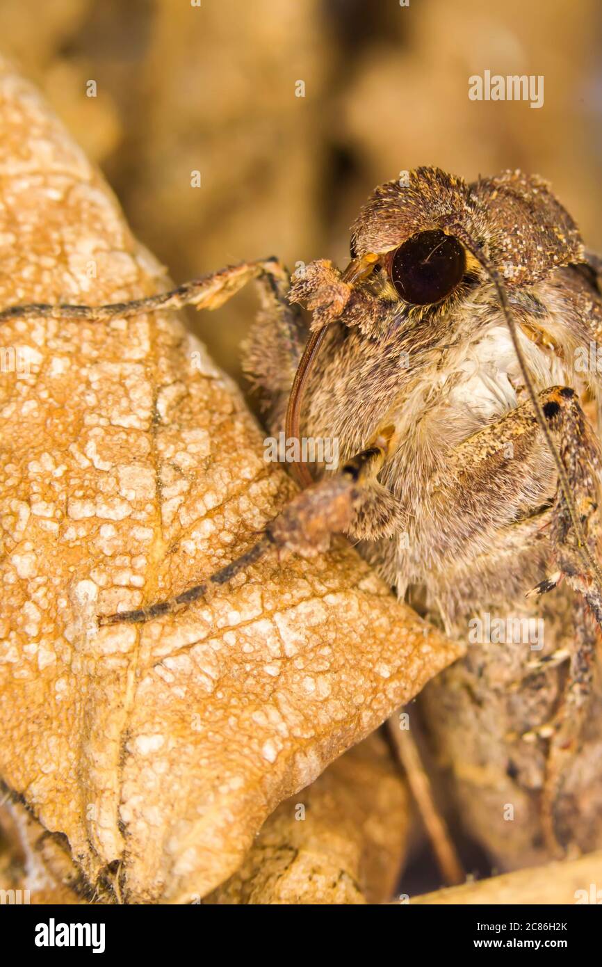 Portrait head of clothes moth. Macro photography. Natural yellow background. Stock Photo