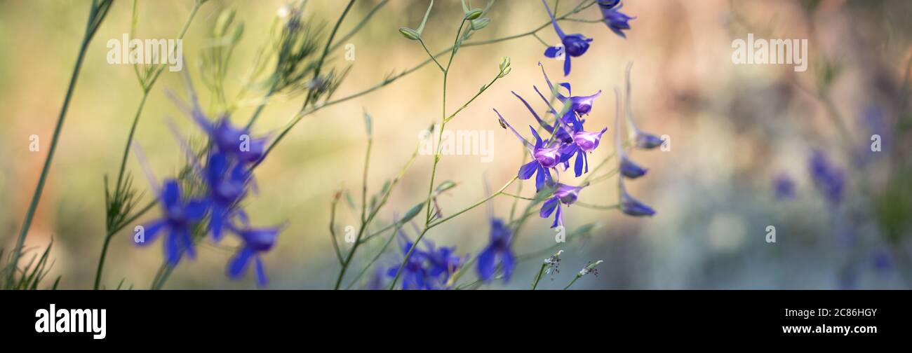 Wildflowers in rays setting sun hi-res stock photography and images - Alamy