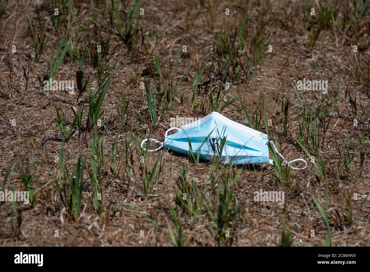 A used disposable face mast discarded in a grassy area. Stock Photo