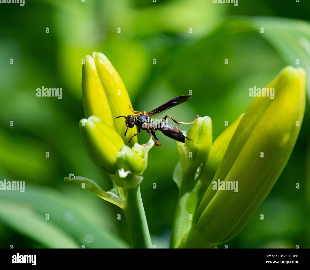 A was, Hymenoptera, feeding on the buds of a day lily plant in a garden. Stock Photo