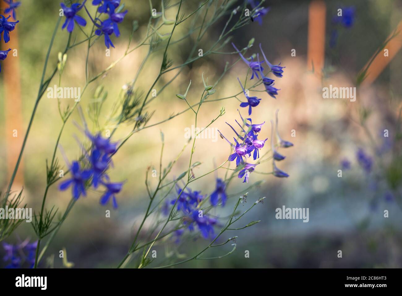 Blue-purple wildflowers in the rays of the setting sun Stock Photo - Alamy