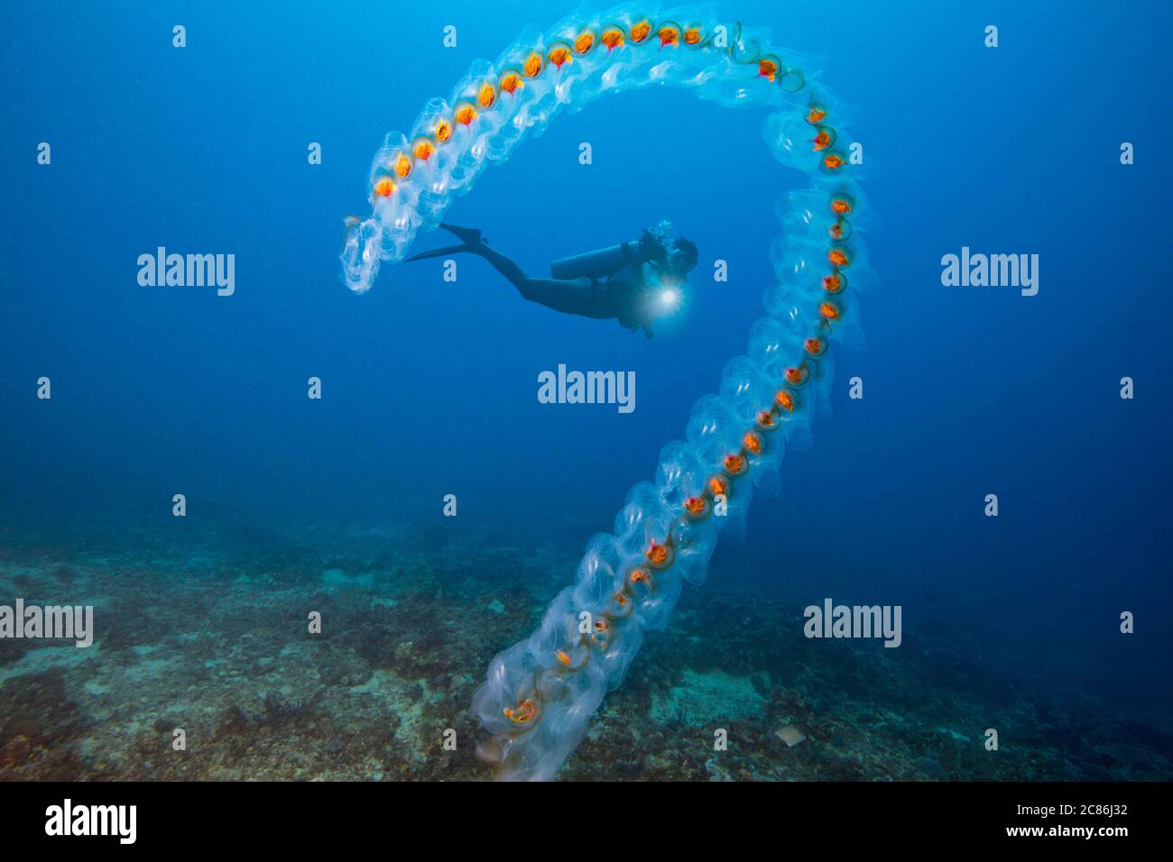 A chain of Salps, Salpa sp., on Monad Shoal off Malapascua Island in the Philippines. Stock Photo
