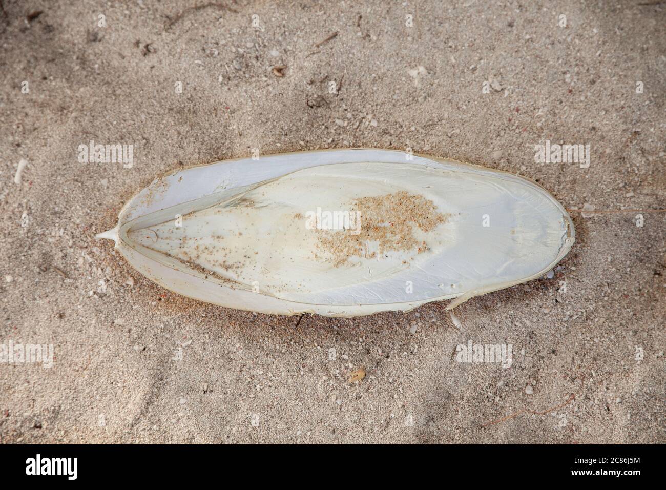 This cuttlebone washed up on a beach in Indonesia. It is the internal shell of the cephalopod and likely from a broadclub cuttlefish, Sepia latimanus. Stock Photo