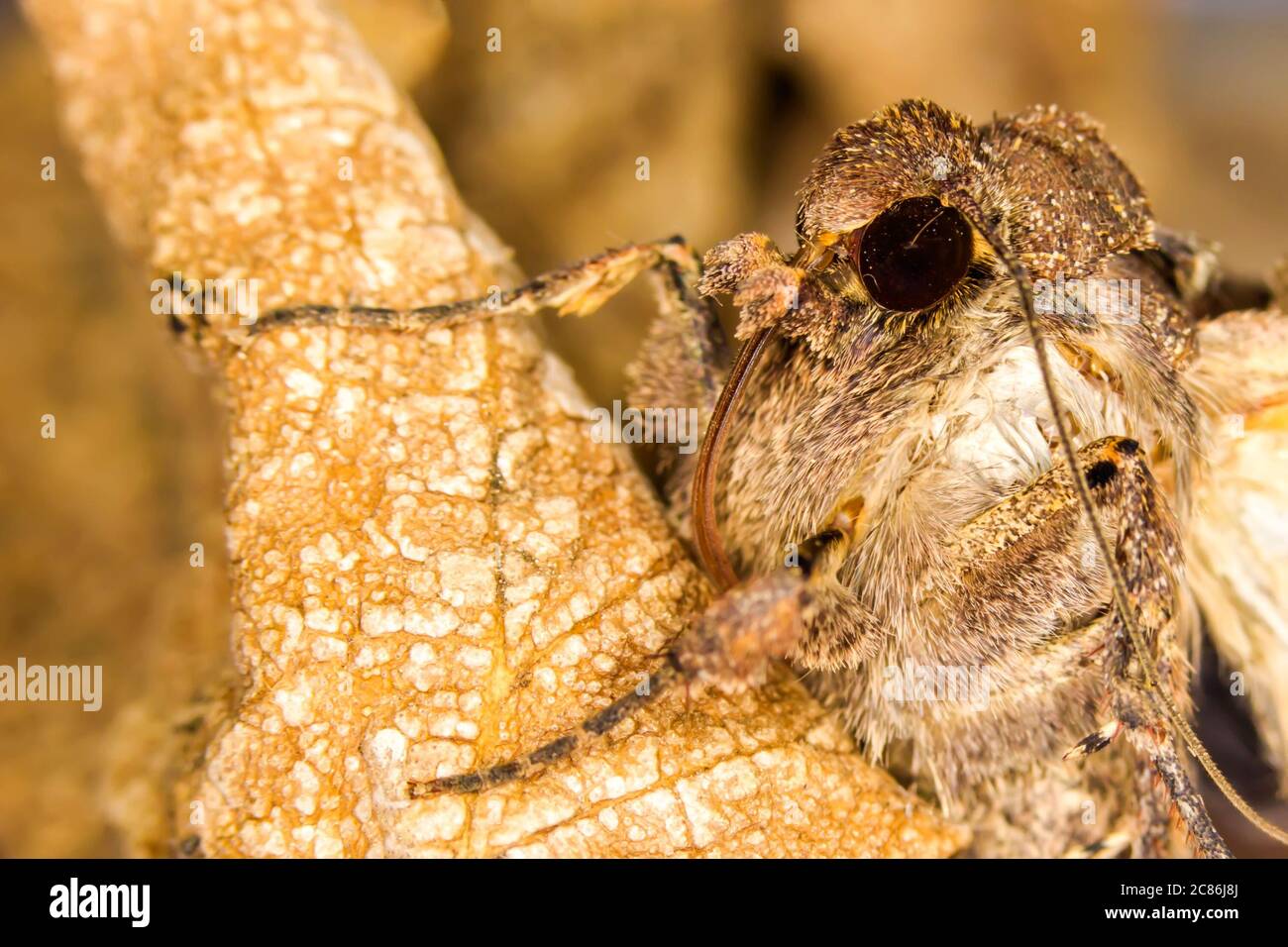 Portrait head of clothes moth. Macro photography. Natural yellow background. Stock Photo