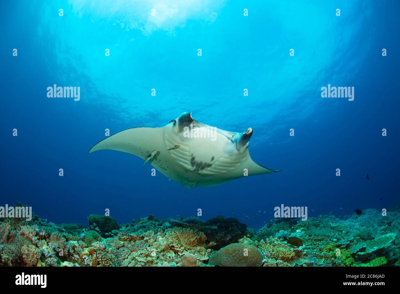 A manta ray, Manta alfredi, gets close to the reef to be inspected by a small cleaner wrasse, Fiji. Stock Photo