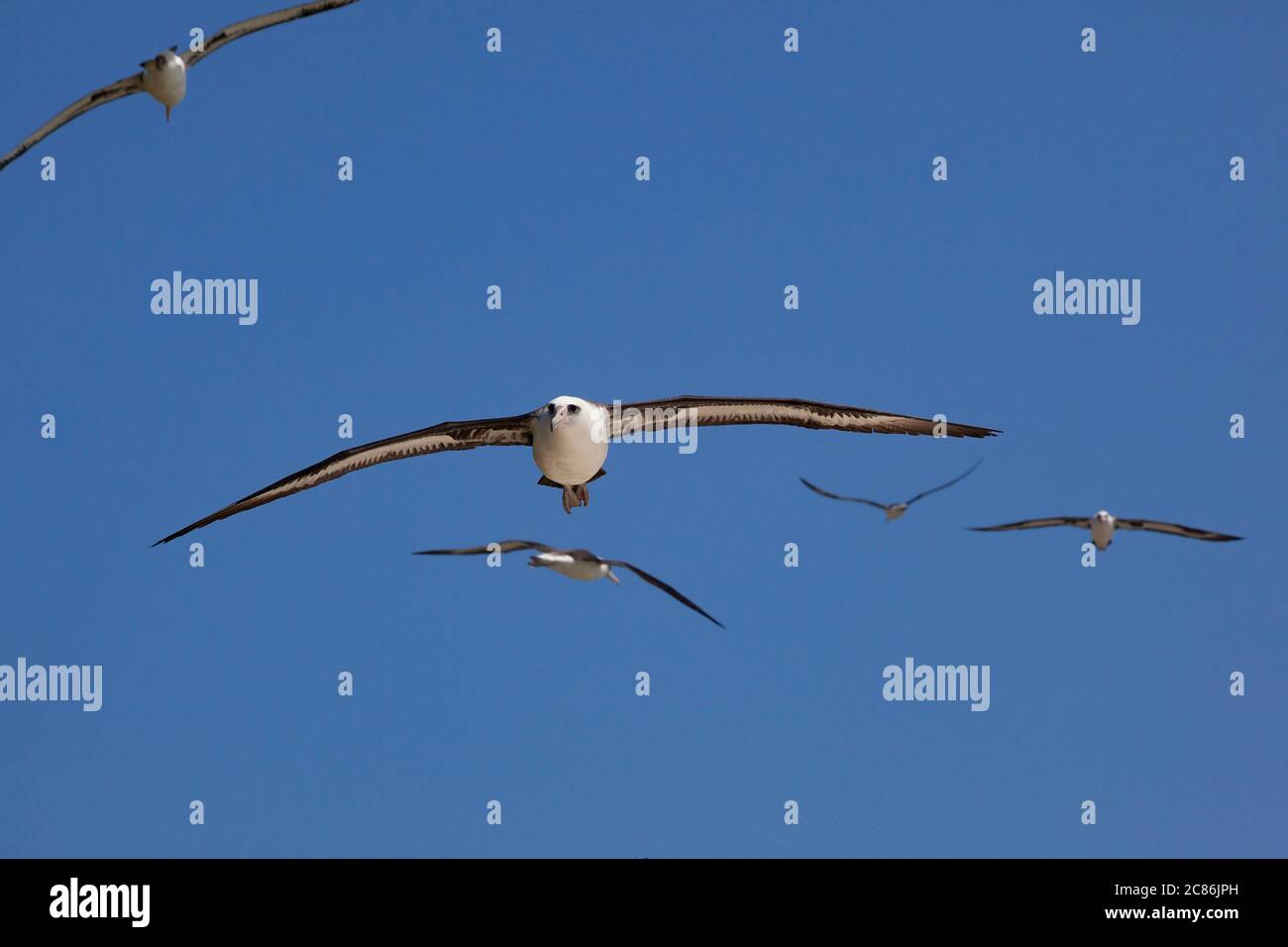 Laysan albatross, Phoebastria immutabilis, Sand Island, Midway Atoll National Wildlife Refuge, Papahanaumokuakea Marine National Monument, NW Hawaiian Stock Photo