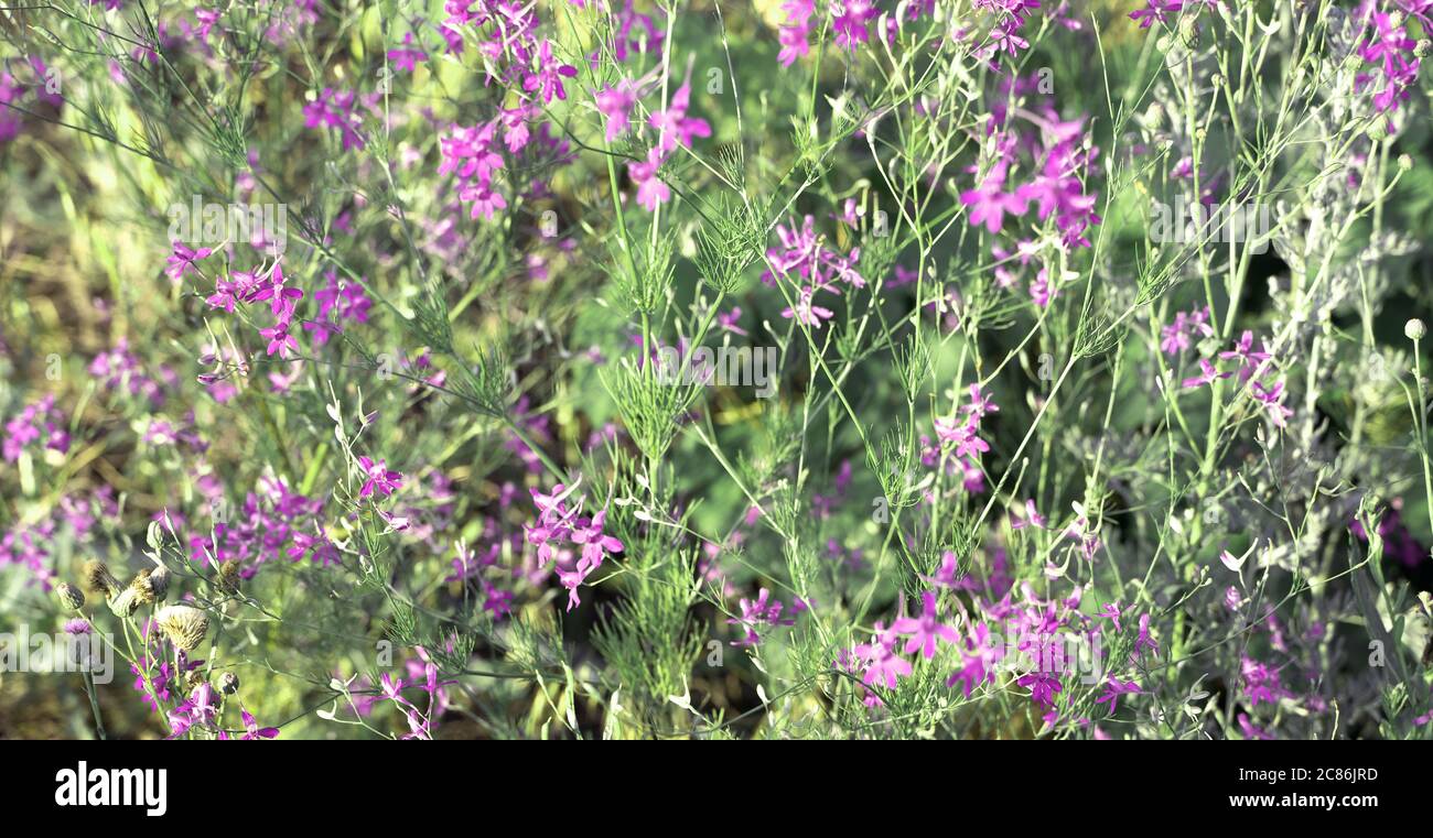 Blue purple wildflowers in the summer sun Stock Photo - Alamy