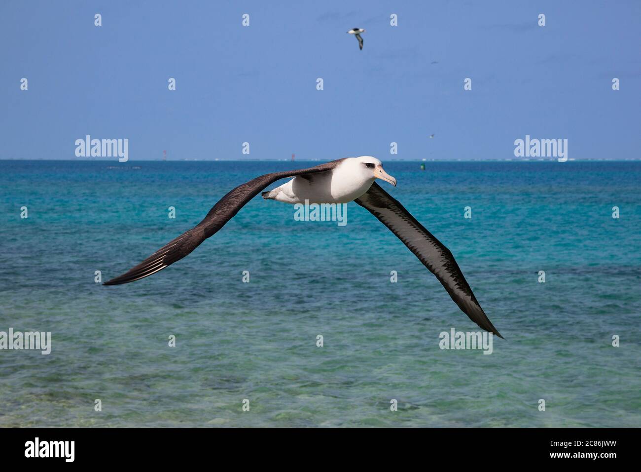 Laysan albatross, Phoebastria immutabilis, flying over lagoon, Sand Island, Midway Atoll National Wildlife Refuge, Papahanaumokuakea Marine Nat. Mon. Stock Photo