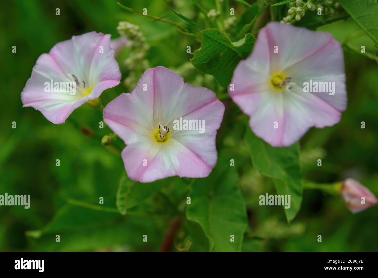 Bindweed flowers, plants with the Latin name Convolvulus arvensis. Stock Photo
