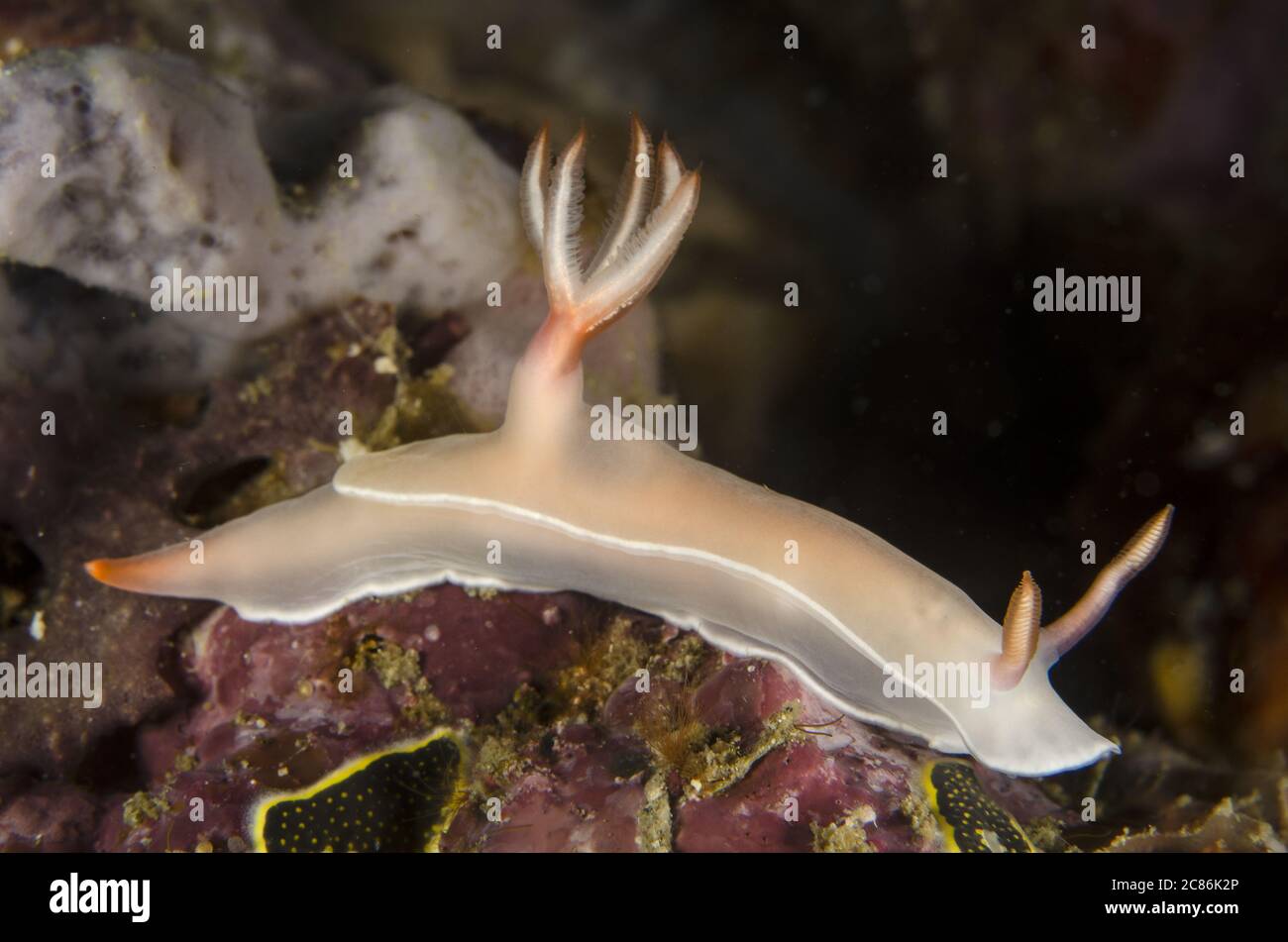 Nudibranch or Sea Slug, Hypselodoris bullockii, Chromodorididae, Anilao, Batangas, Philippines, Indo-pacific Ocean, Asia Stock Photo