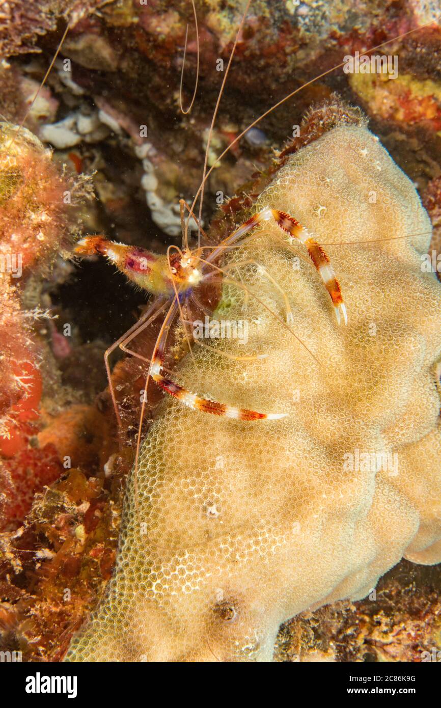 The banded coral shrimp, Stenopus hispidus, is also refered to as a barber pole shrimp or bandana prawn, Hawaii. Stock Photo
