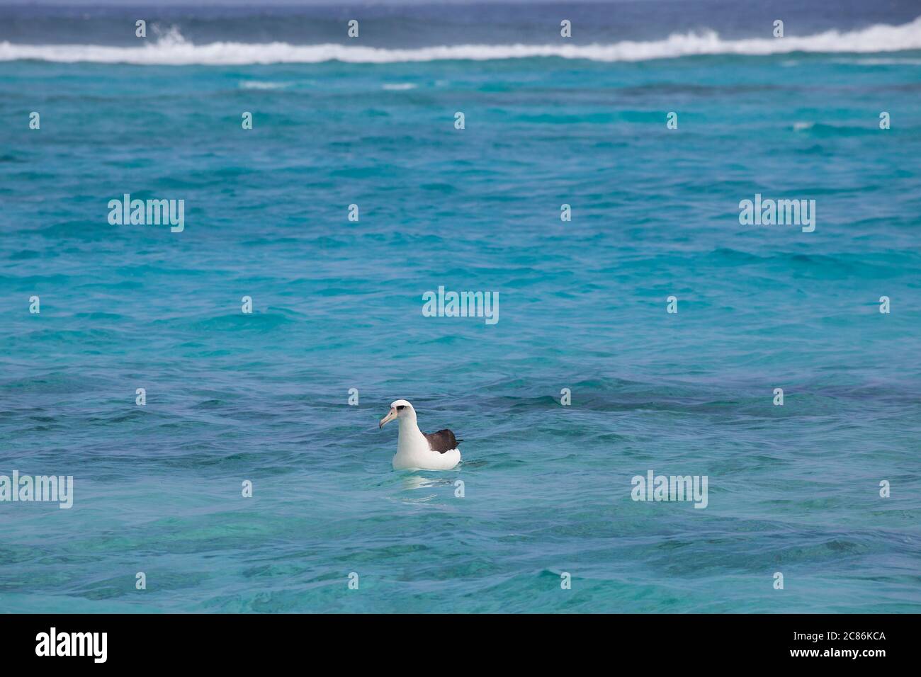 Laysan albatross, Phoebastria immutabilis, floating in the lagoon around Sand Island, Midway Atoll National Wildlife Refuge, Papahanaumokuakea MNM Stock Photo