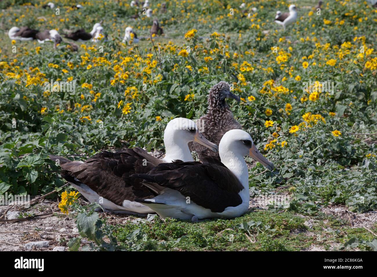 Laysan albatrosses, Phoebastria immutabilis, with check, in field of invasive weeds, Sand Island, Midway Atoll National Wildlife Refuge, USA Stock Photo