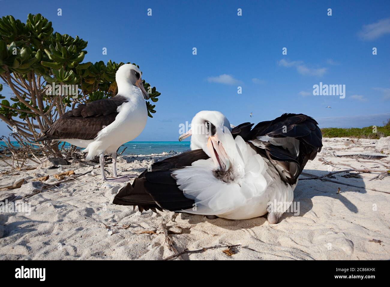 Laysan albatross, Phoebastria immutabilis, preening, Sand Island, Midway Atoll National Wildlife Refuge, Papahanaumokuakea Marine National Monument Stock Photo