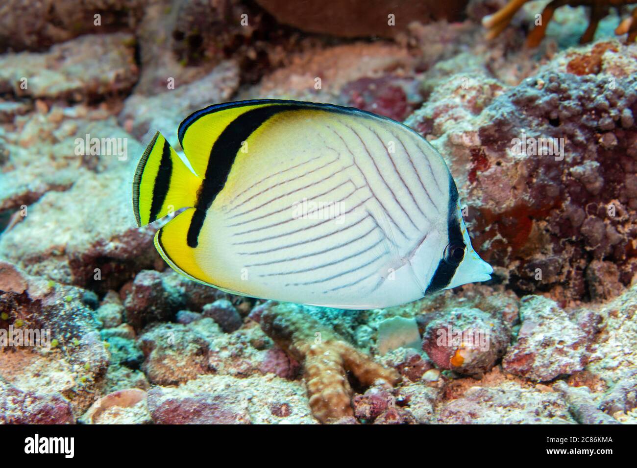 Vagabond butterflyfish, Chaetodon vagabundus, reach nine inches in length and are often found in pairs, Yap, Micronesia. Stock Photo