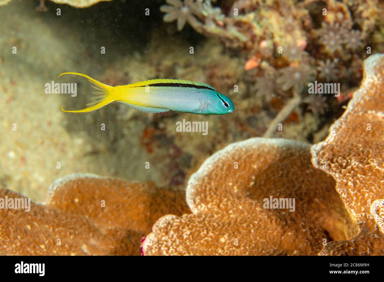 The yellowtail fangblenny, Meiacanthus atrodorsalis, is also known as the forktail blenny. Photographed on a reef off the island of Yap, Micronesia. Stock Photo