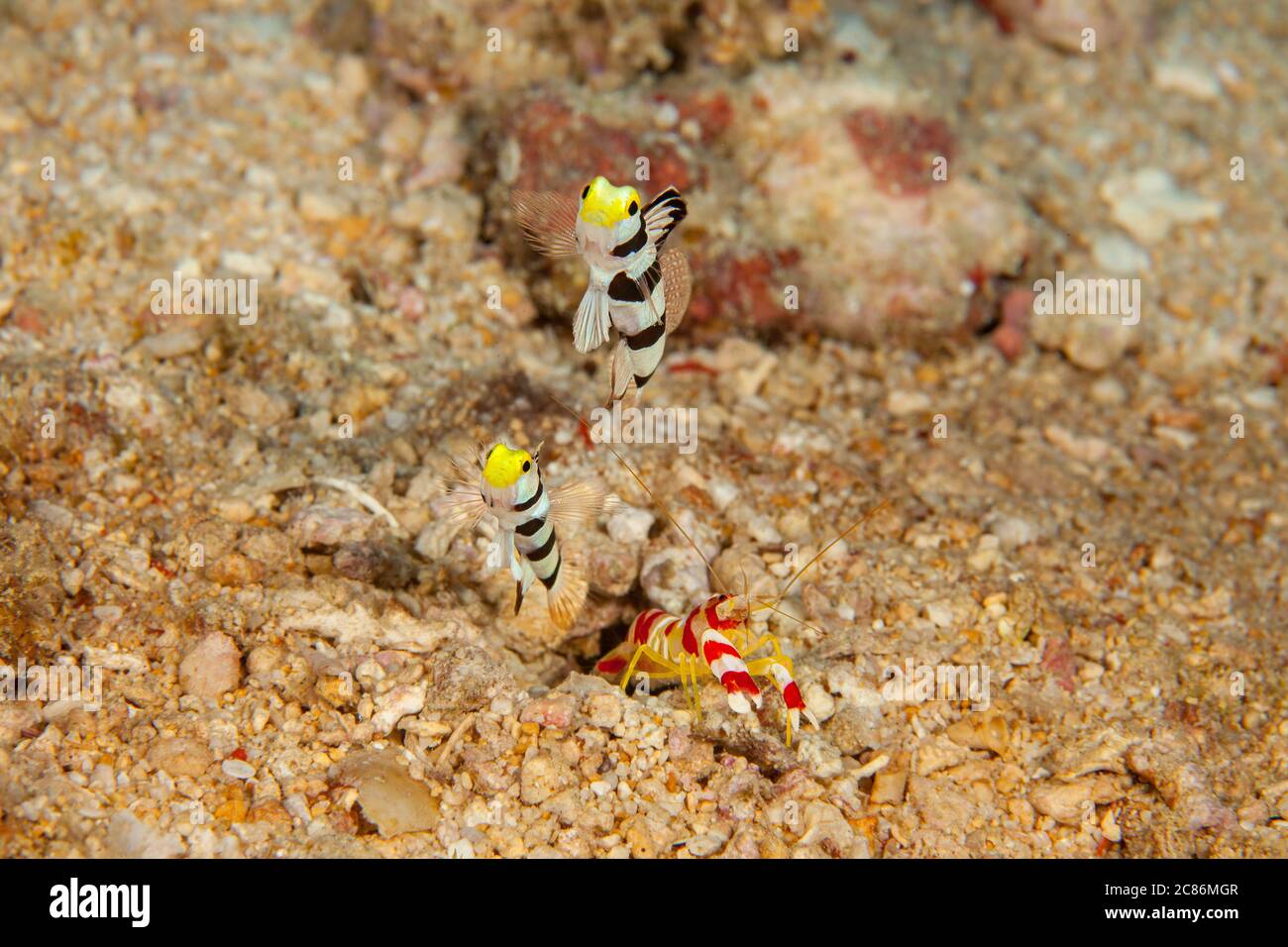A pair of yellownose shrimp gobies, Stonogobiops xanthorhinica, with Randalls blind snapping shrimp, Alpheus randalli, who is excavating their den.  A Stock Photo