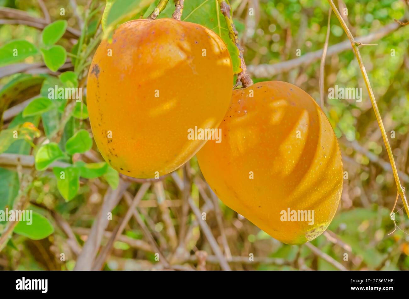 Ripe Common Mangoes Hanging From Tree Stock Photo