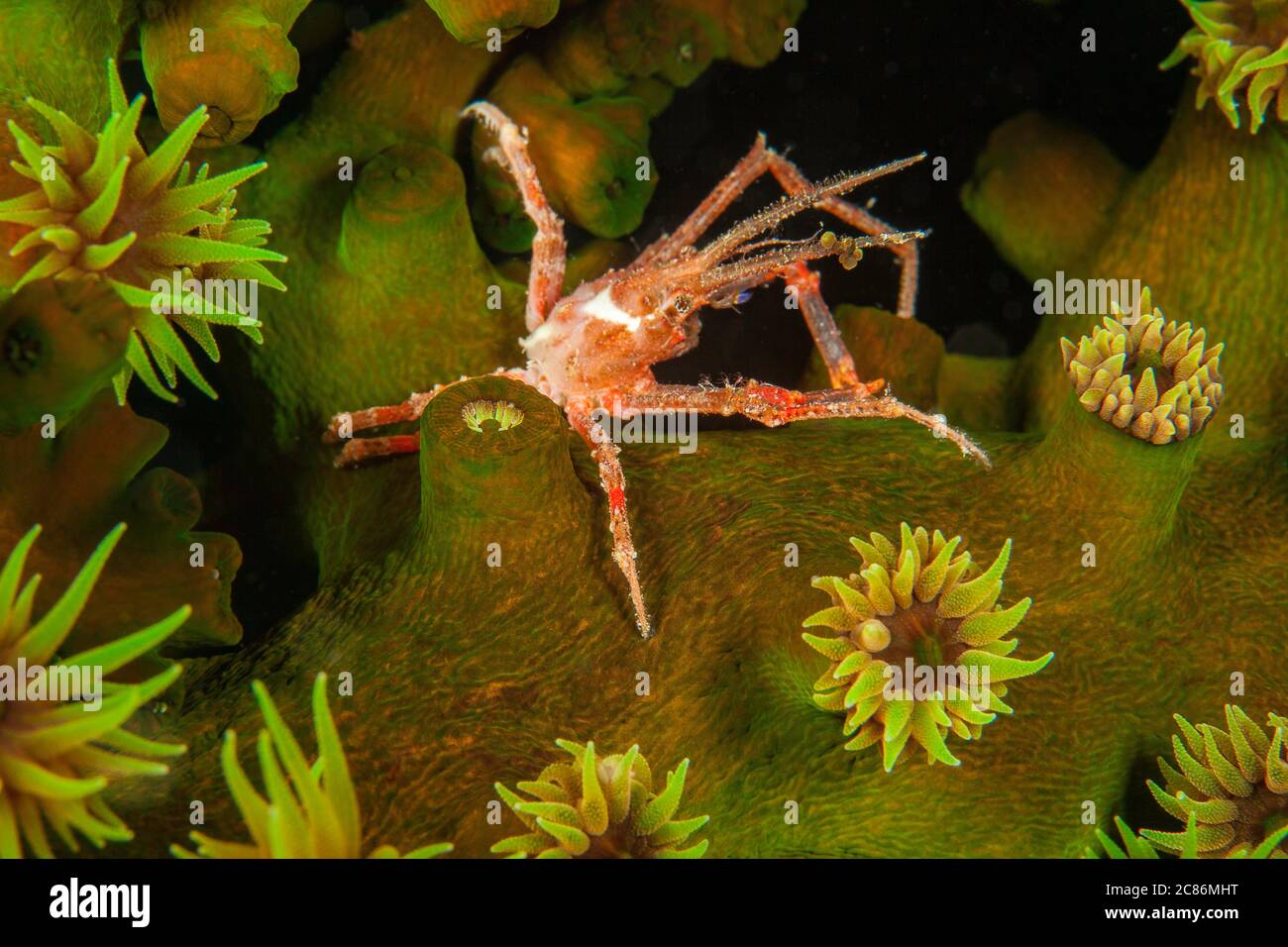 A White-V hydroid crab, Hyastenus borradailei, on a colony of green tube coral, Tubastrea micrantha, feeding at night, Fiji Islands. Stock Photo