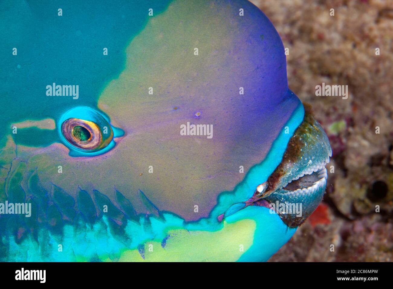 This steephead parrotfish, Chlorurus microrhinos, was photographed at night while it slept in a crevice in the reef, Fiji. Stock Photo