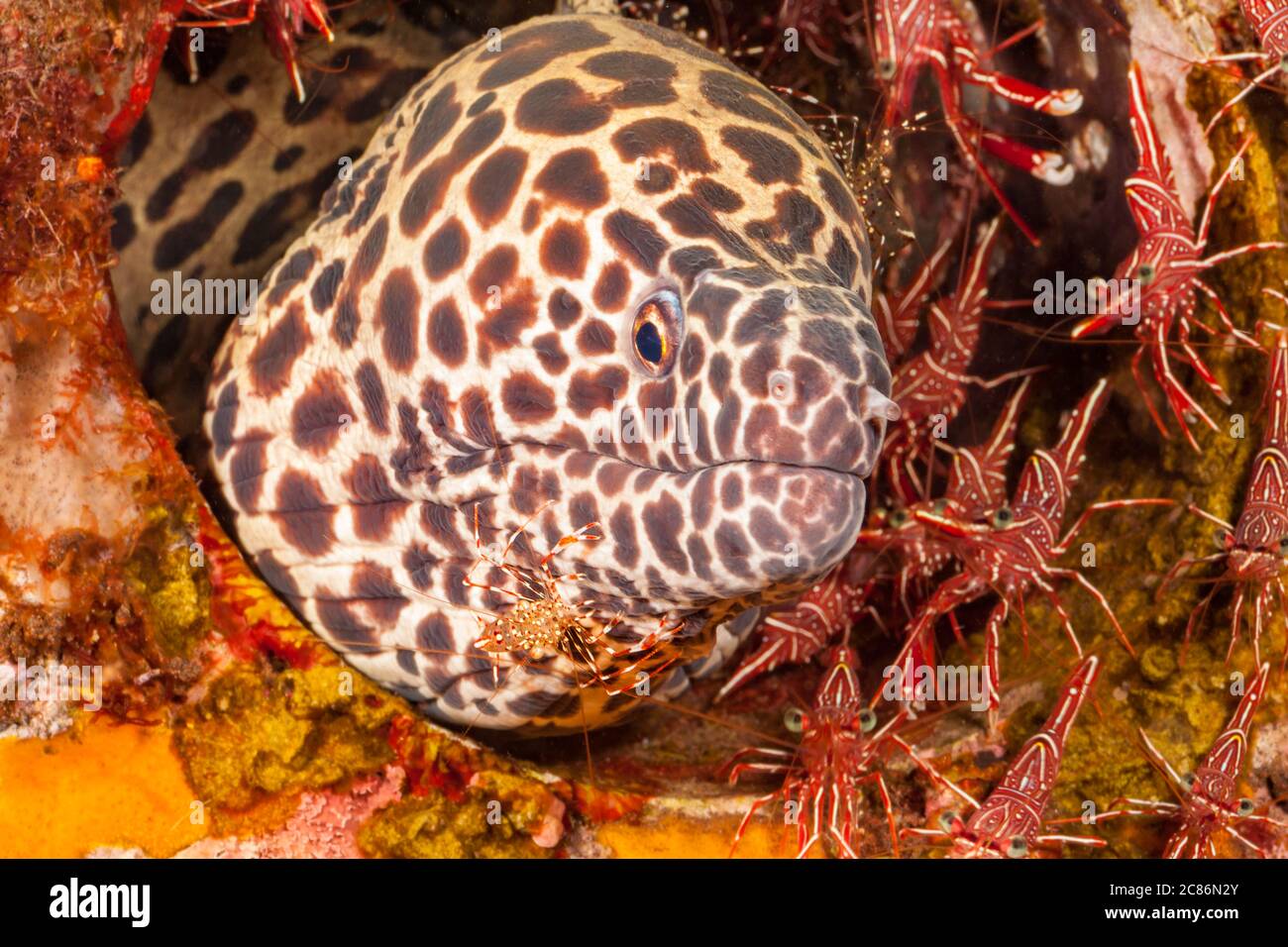 This honeycomb moray eel, Gymnothorax favageneus, is surrounded by hinge-beak shrimp, Rhynchocinetes sp, and has a cleaner shrimp, Urocaridella sp, in Stock Photo