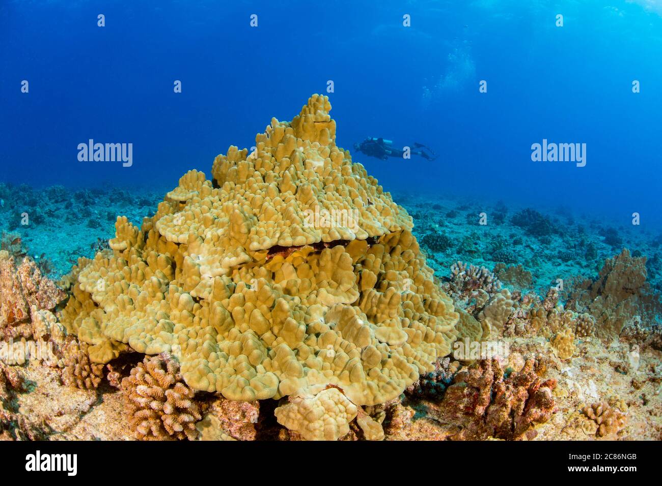 Lobe Coral, Porites lobata, is the most common of the hard corals found in Hawaii. Large colonies can be hundreds of years old. Stock Photo