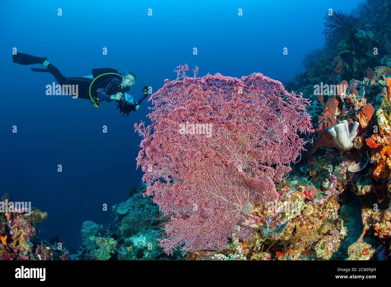A diver (MR) with a video camera investigates a gorgonian fan, Muricella sp. This species of coral is prefered by pygmy seahorses, Indonesian. Stock Photo