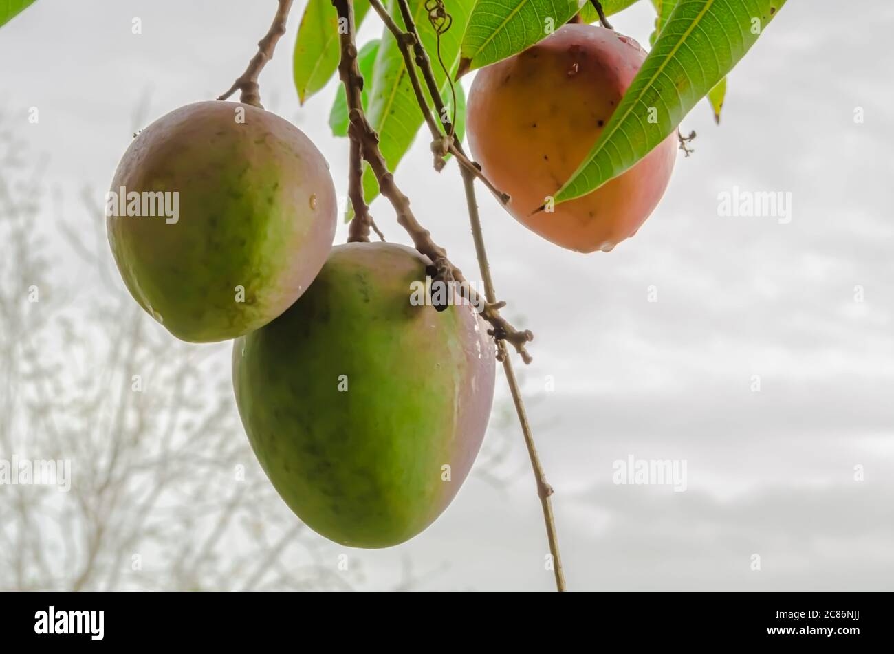 Mangoes Against The Background Of Cloudy Sky. Stock Photo