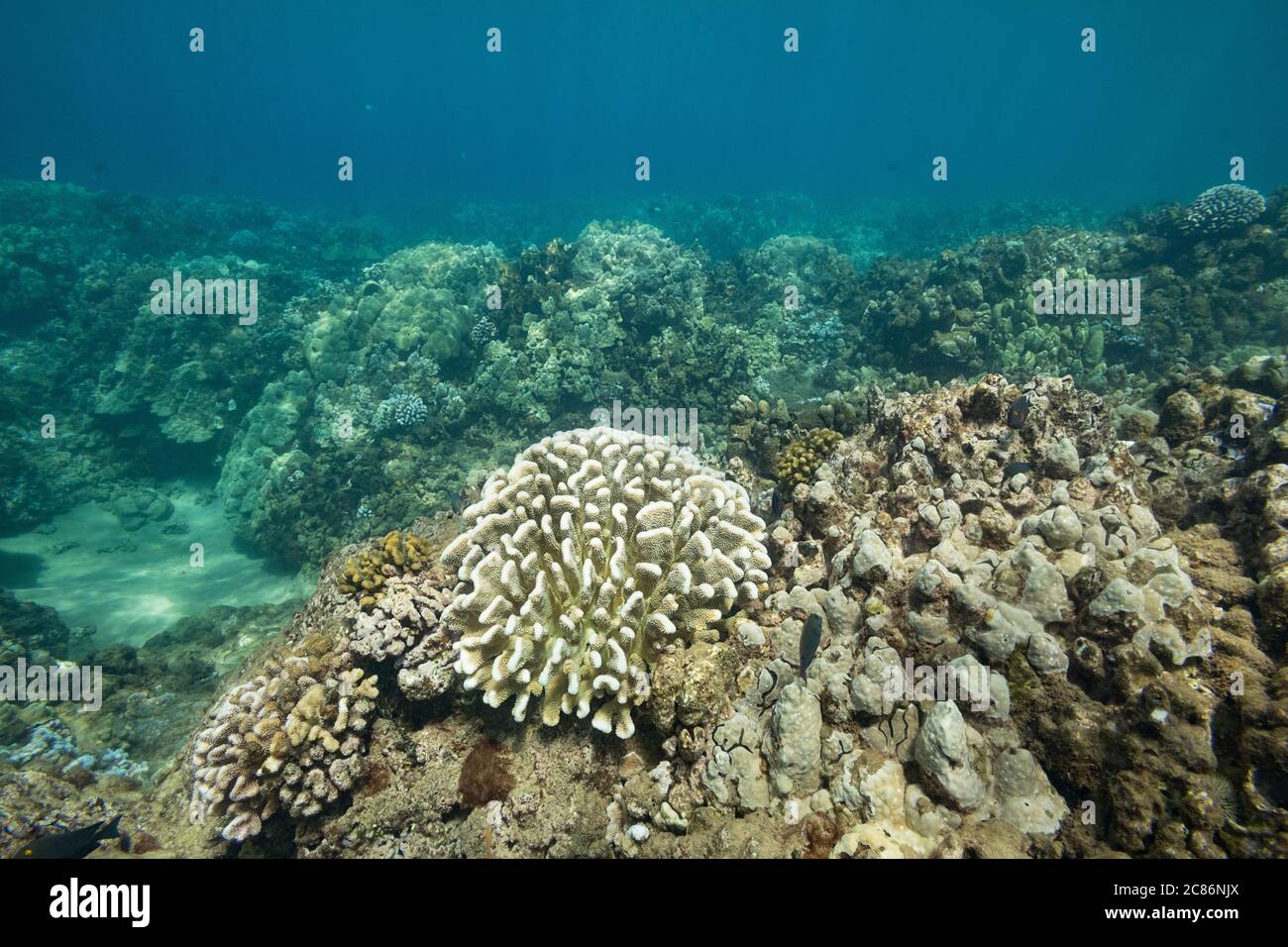 partially bleached colonies of antler coral, Pocillopora grandis, center, and cauliflower coral, Pocillopora meandrina, below left, Maui, Hawaii, USA Stock Photo