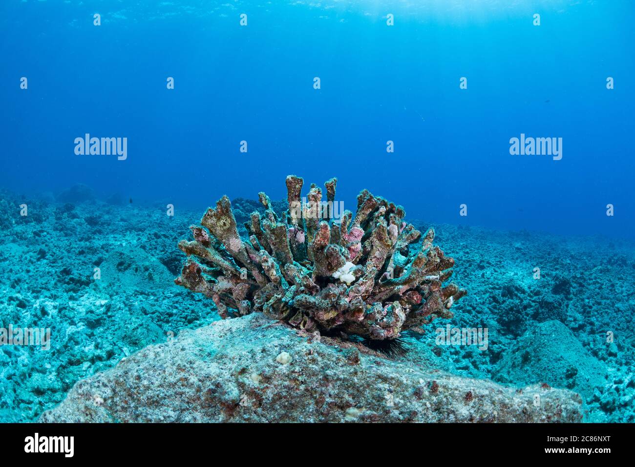 a small coral recruit inside the skeleton of an antler coral, Pocillopora eydouxi, that previously bleached and died has also bleached, Kona, Hawaii Stock Photo