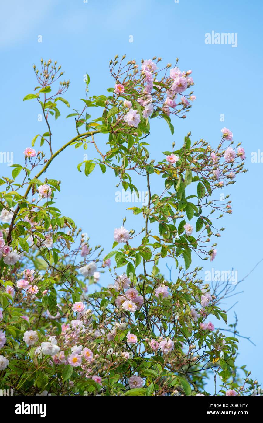 Rosa Pauls Himalayan Musk pale pink rambling rose against blue sky - UK Stock Photo