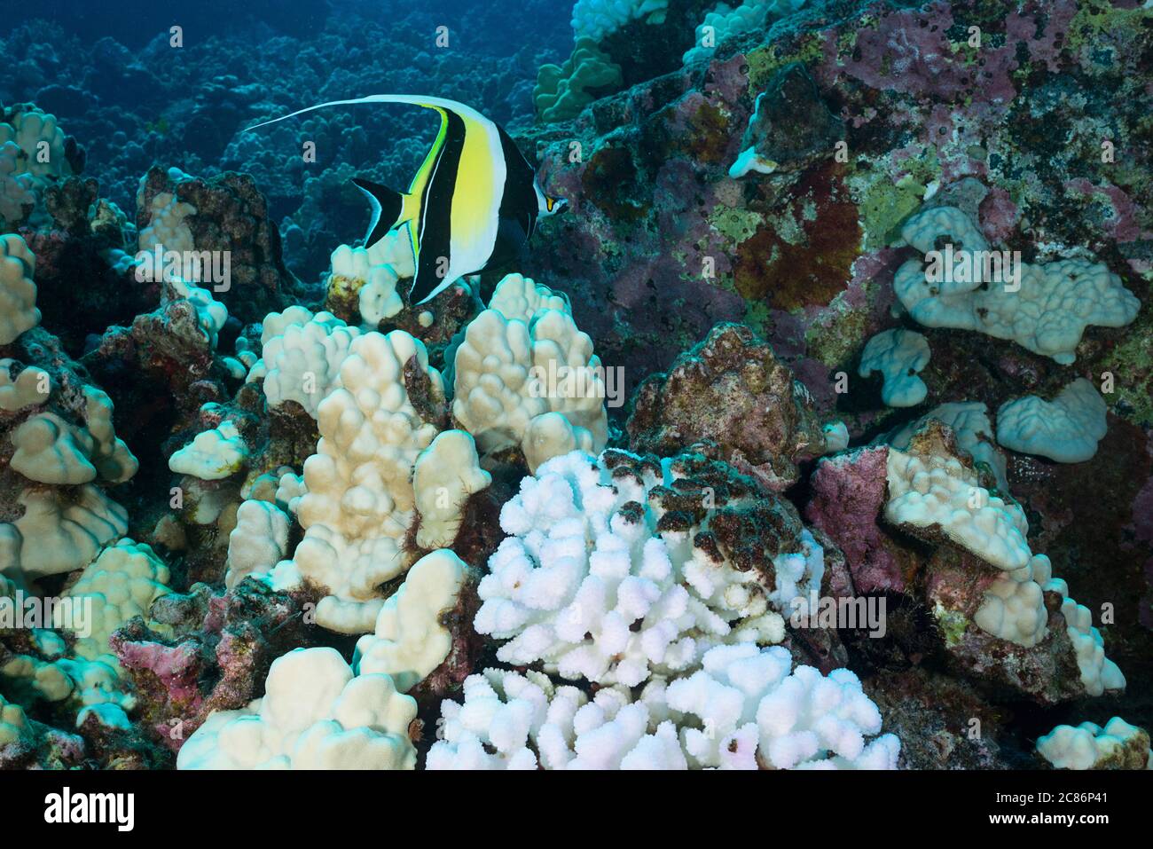 moorish idol or kihikihi, Zanclus cornutus, swims past cauliflower coral, Pocillopora meandrina, bleached white and killed by warm seawater, Hawaii Stock Photo