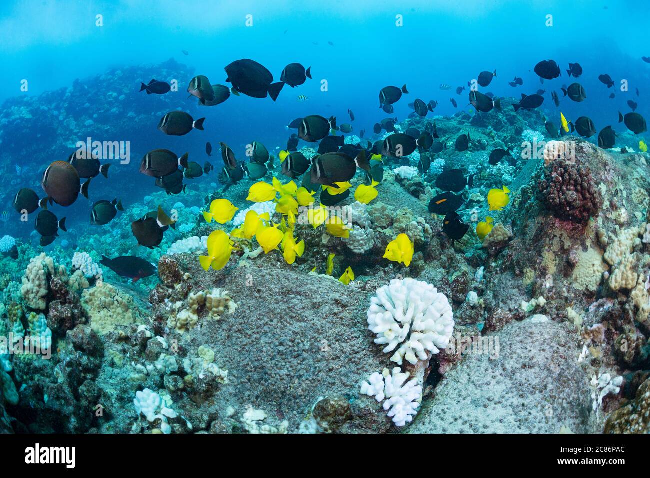 yellow tangs, Zebrasoma flavescens, and whitebar surgeonfish, Acanthurus leucopareius, swim over a reef festooned with bleached white corals, Hawaii Stock Photo