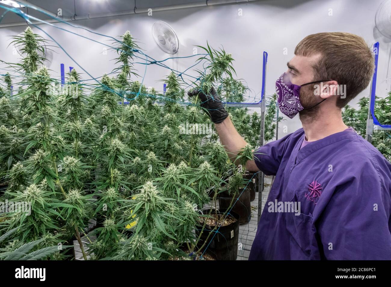 Detroit, Michigan - A worker examines cannabis plants growing at Viola Brands, a company founded by NBA veteran Al Harrington. Michigan residents vote Stock Photo