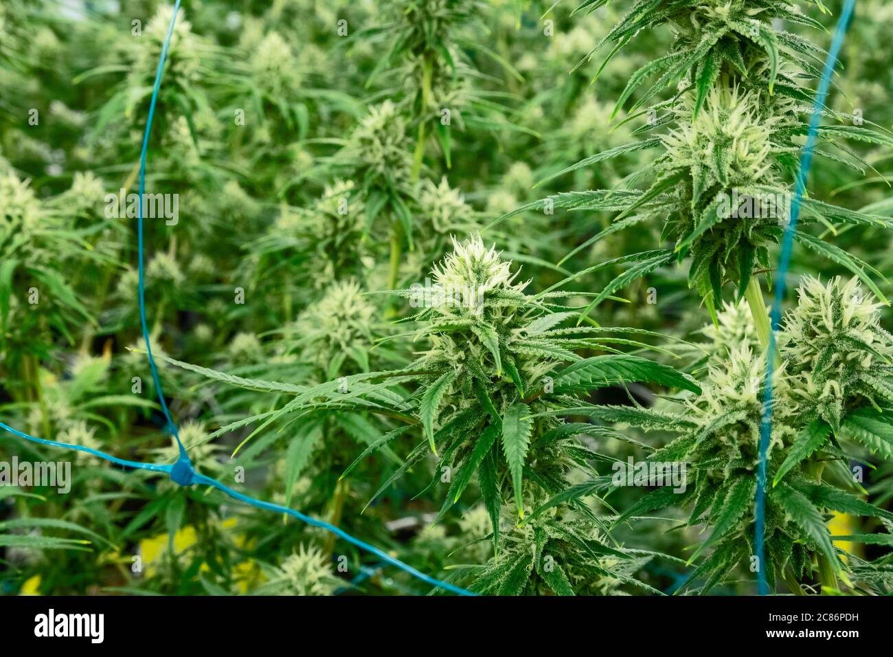 Detroit, Michigan - Cannabis growing at Viola Brands, a company founded by NBA veteran Al Harrington. Michigan residents voted to legalize medical mar Stock Photo