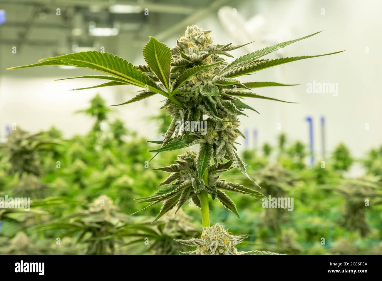 Marijuana Grow House High Resolution Stock Photography And Images Alamy