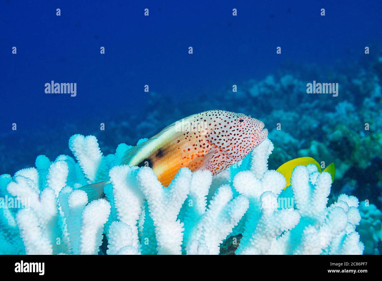 blackside hawkfish or freckled hawkfish, Paracirrhites forsteri, resting on bleached antler coral, Pocillopora grandis, Kona, Hawaii Stock Photo