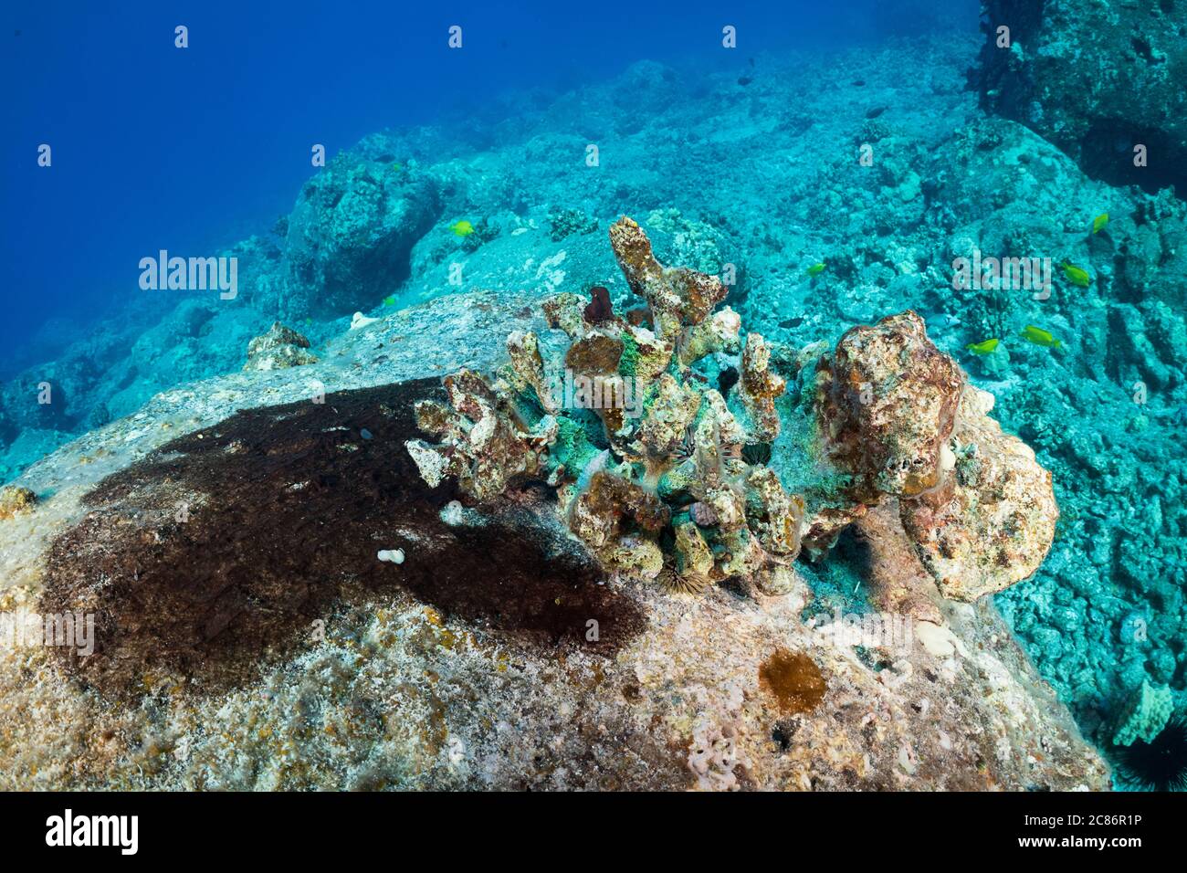a dark mat of algae spreads across the substrate next to the skeleton of an antler coral colony that bleached and died from too warm seawater, Hawaii Stock Photo