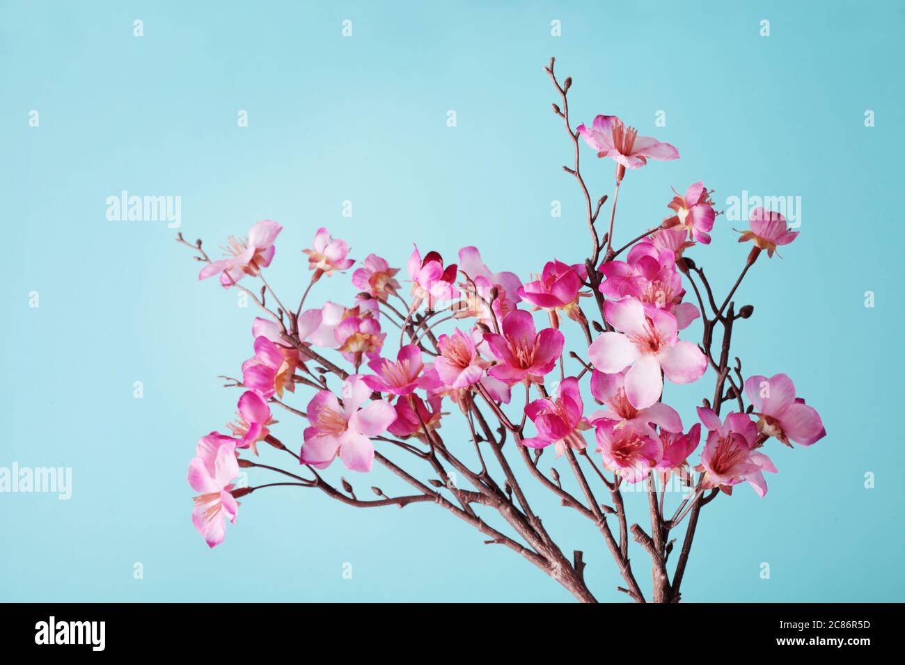 pink cherry blossom flowers on blue sky background Stock Photo - Alamy