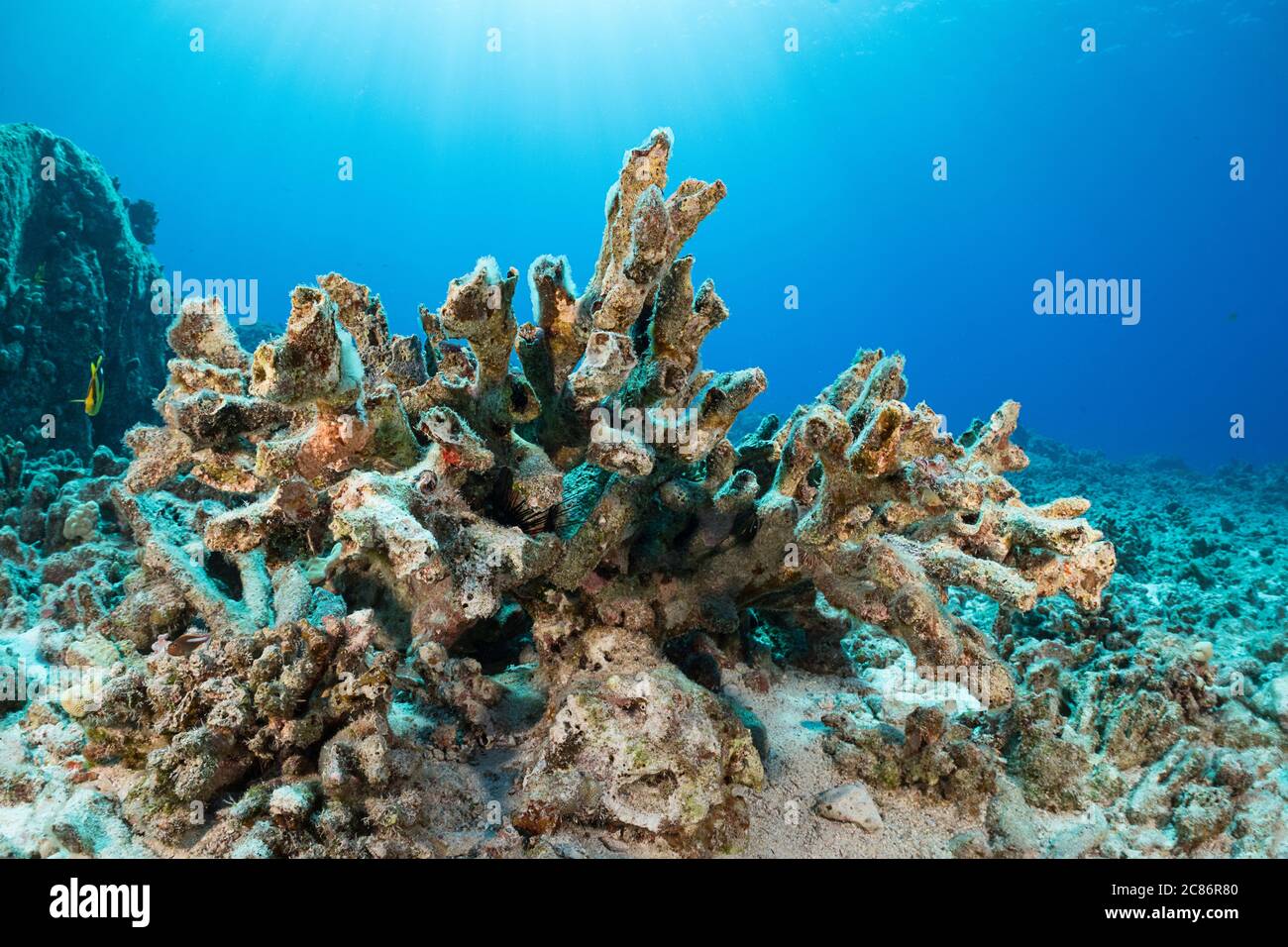 the skeleton of an antler coral colony that bleached and died during 2015 El Nino event, is now covered with encrusting algae and eroding, Hawaii Stock Photo