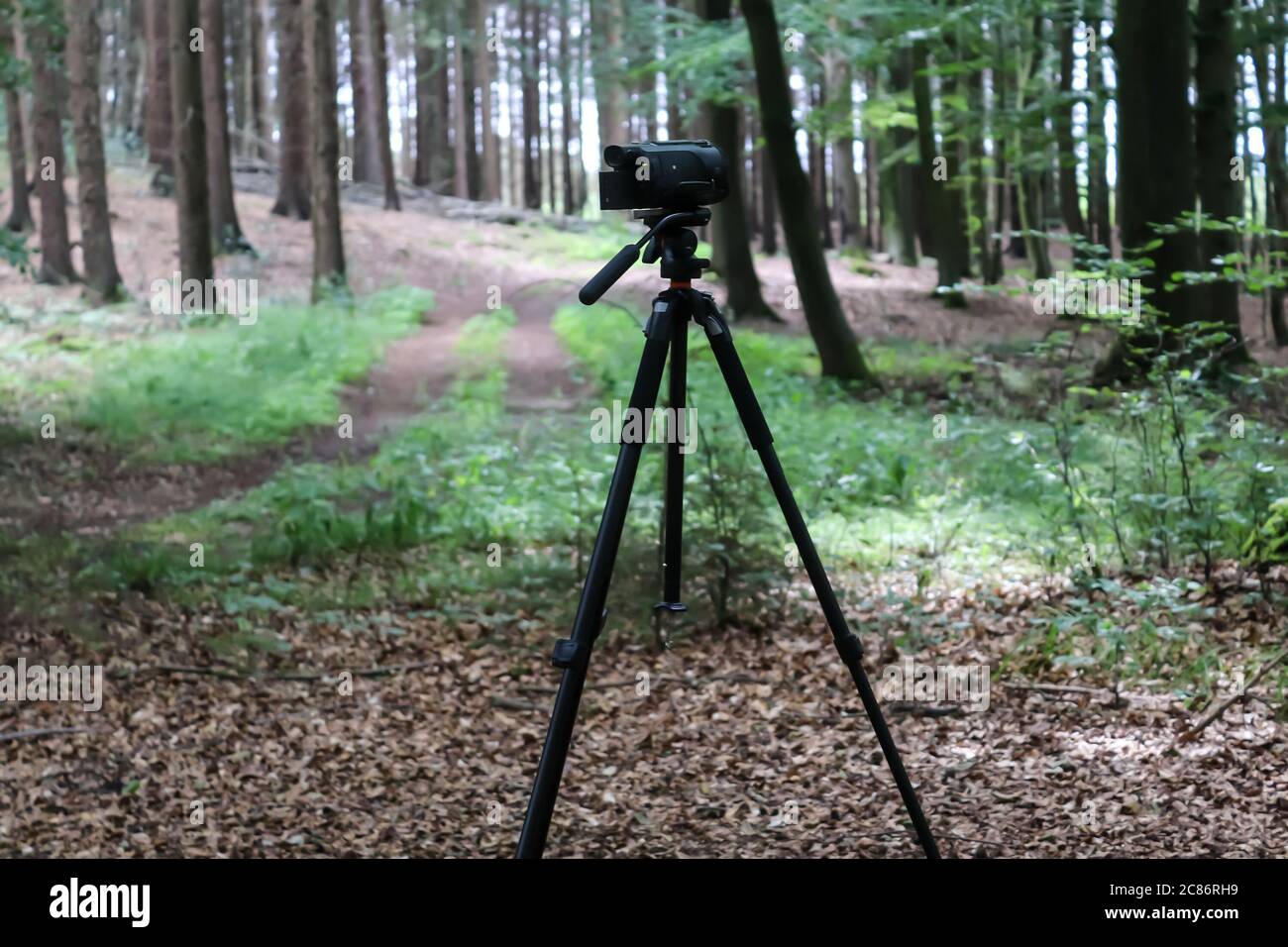 Camera on a tripod standing in a forest with no people around Stock ...