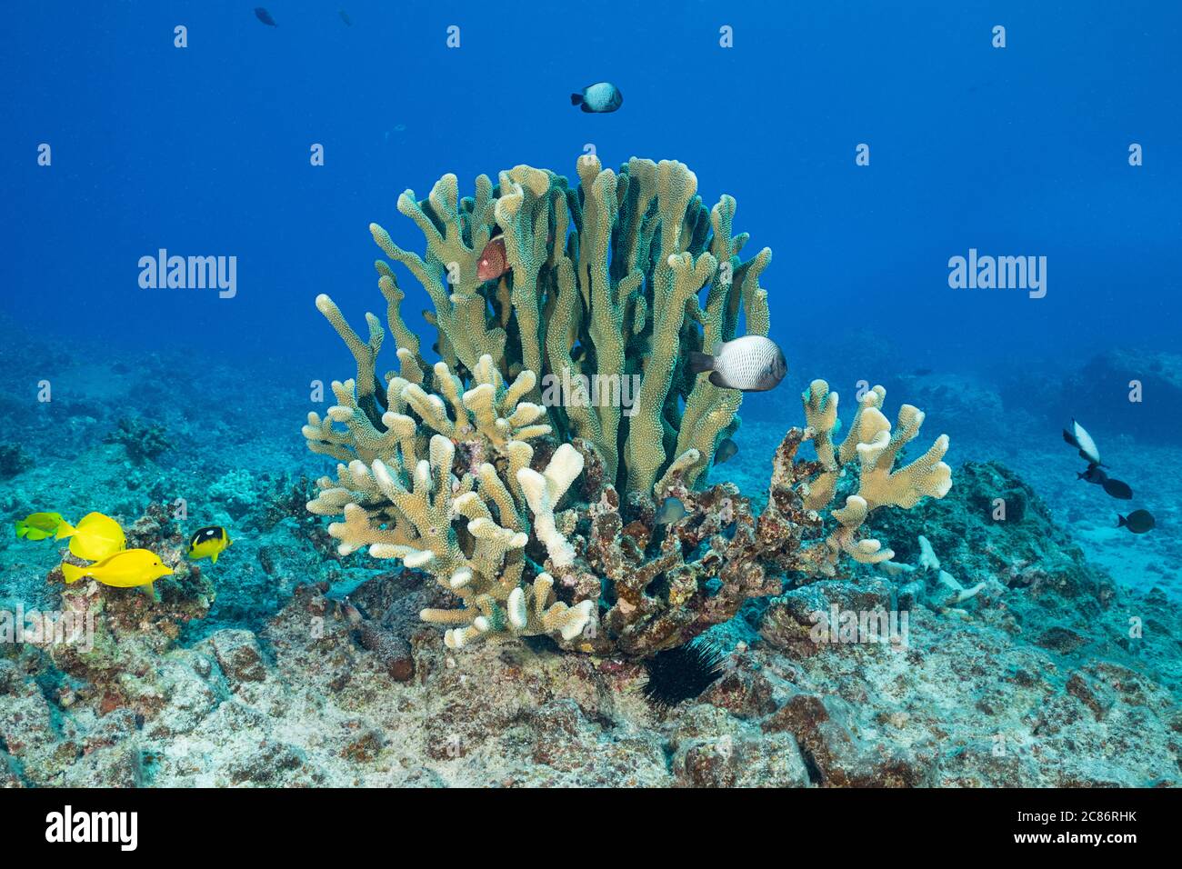 a blackside hawkfish peers out from between the healthy portion of the branches of an antler coral showing 4 stages of bleaching & dying, Kona, Hawaii Stock Photo