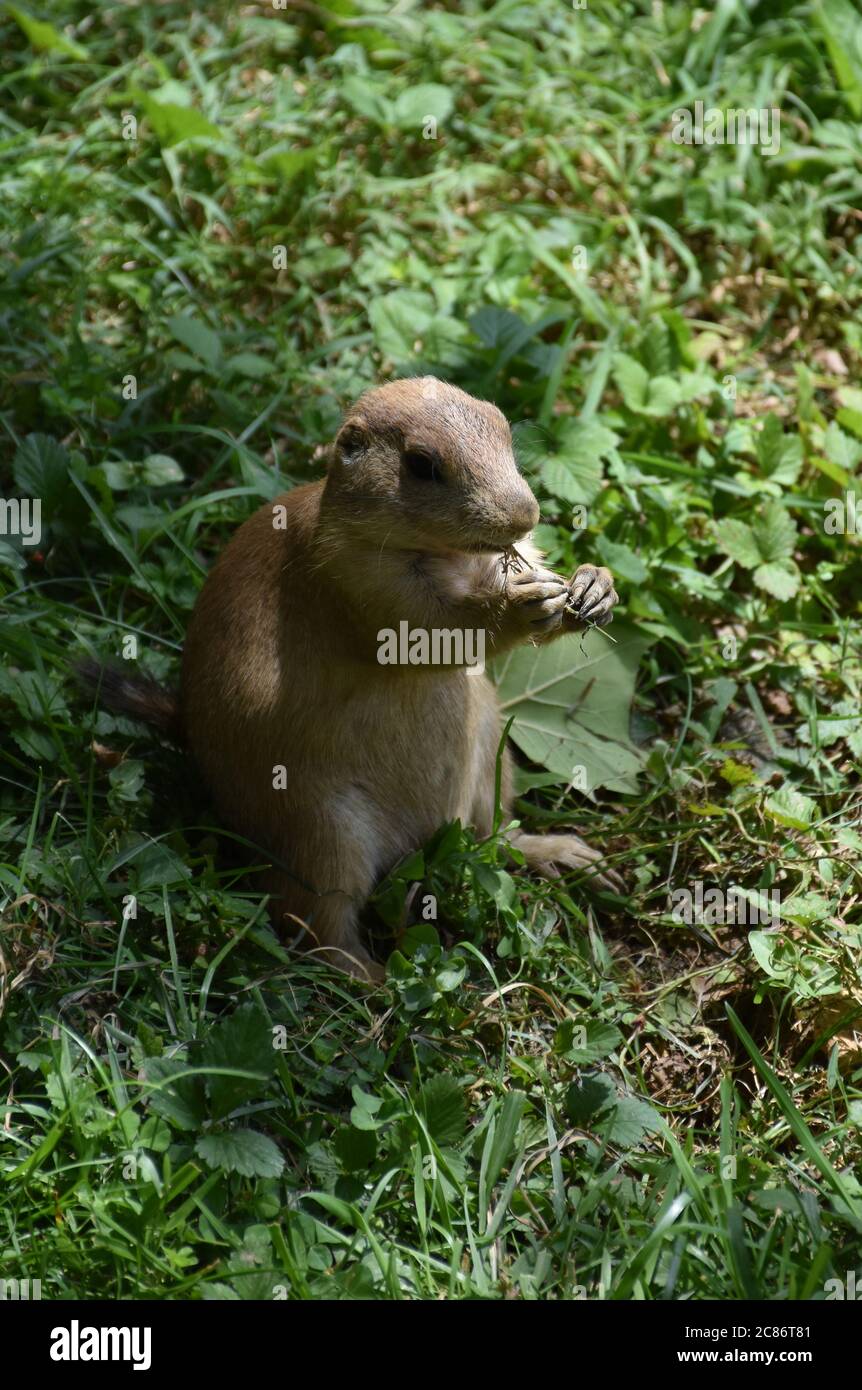 Adorable black tailed prairie dog eating bits of grass. Stock Photo