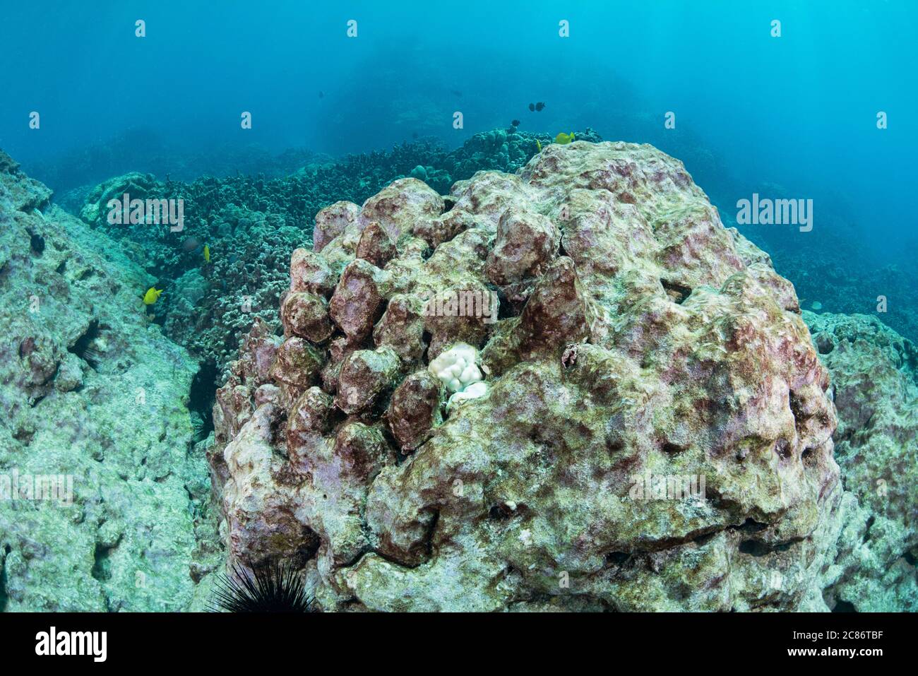 a large head of lobe coral that died from bleaching has a light coat of  algae encrusting it; a small recruit colony that attached has also bleached Stock Photo